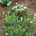 Carpenteria californica